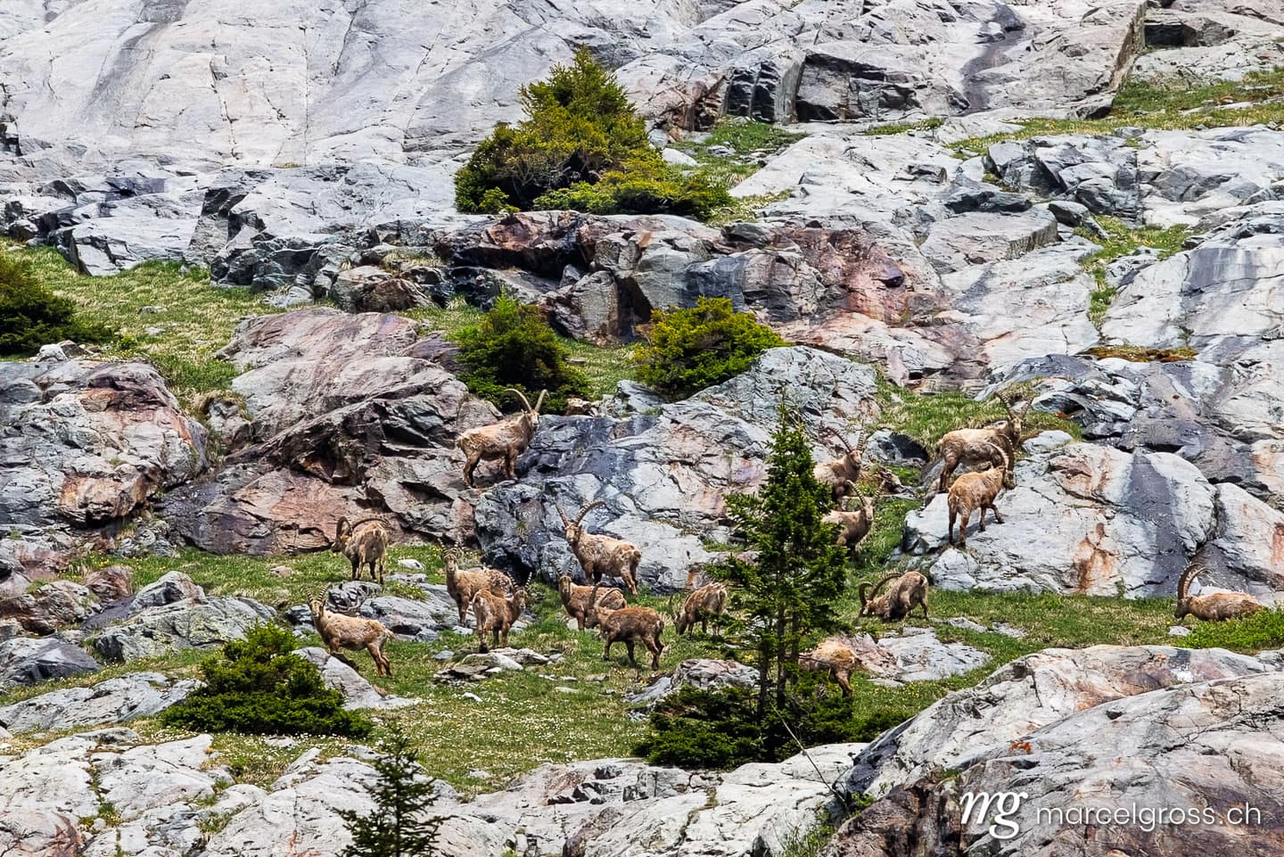 . . Marcel Gross Photography