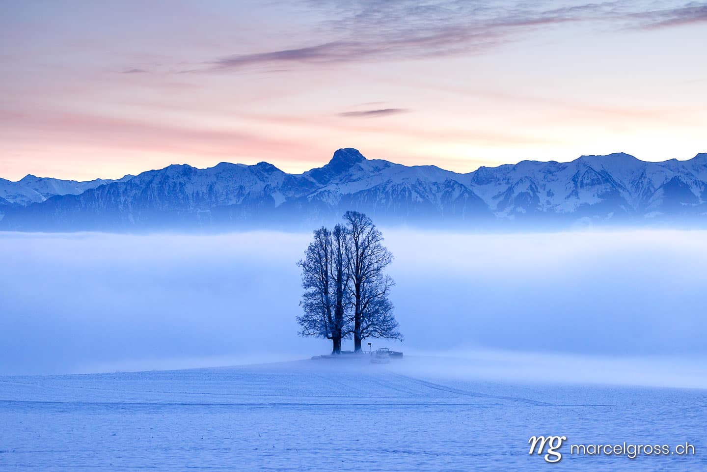 Emmental Bilder. tilia tree standing in mist during blue hour in winter on Ballenbühl in Emmental. Marcel Gross Photography