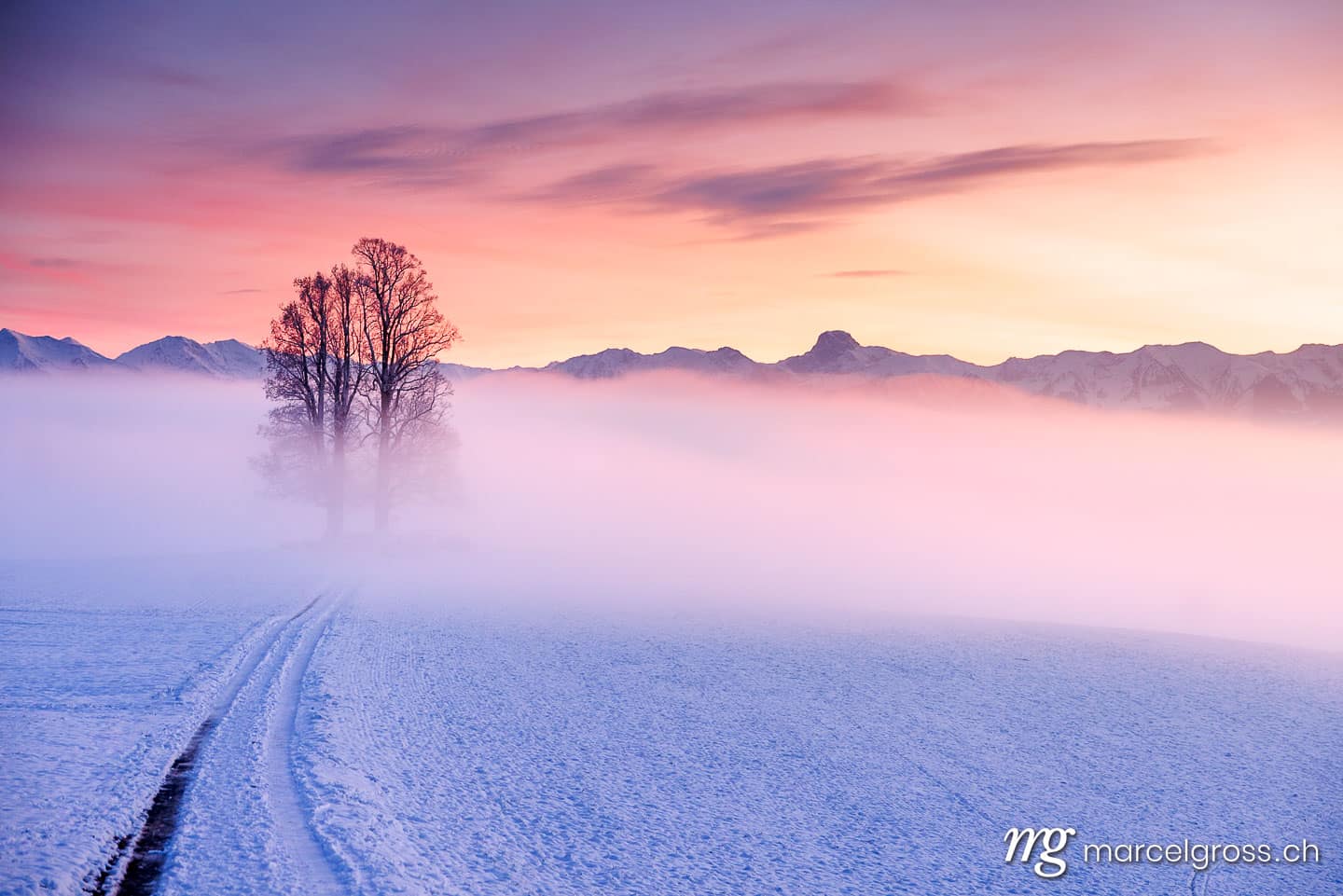 Emmental Bilder. misty conditions with a tilia tree during a colorful sunset on Ballenbühl in Emmental. Marcel Gross Photography