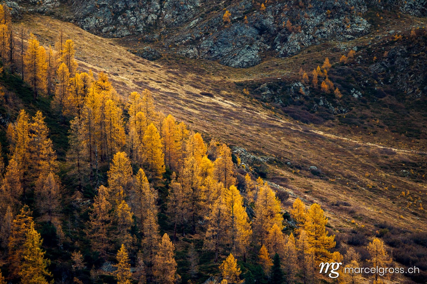 Herbstbilder Schweiz. Goldene Lärchen im Lötschental. Marcel Gross Photography