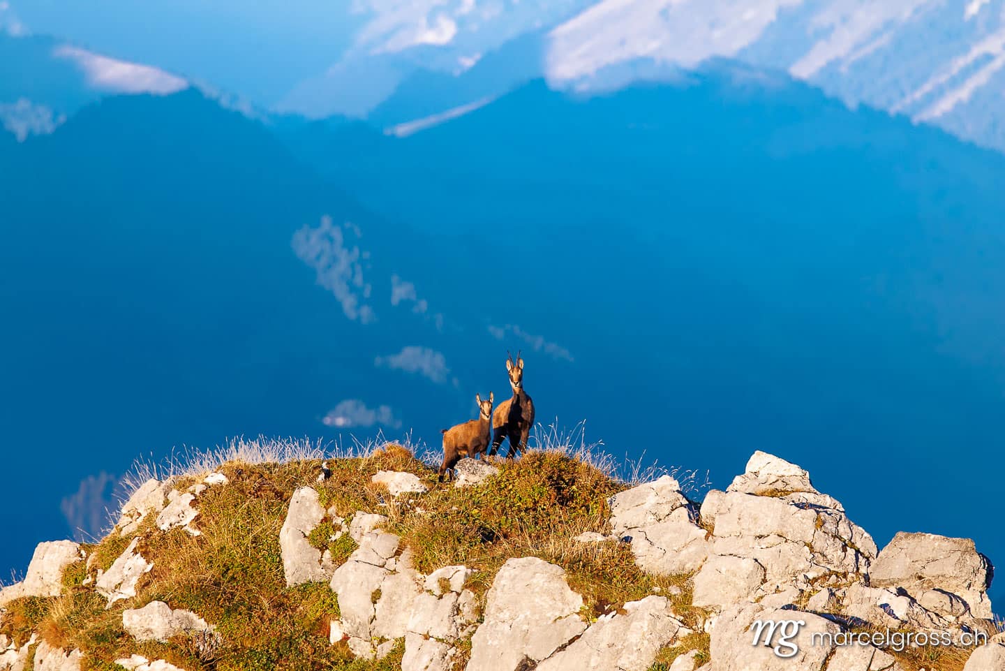 . Chamois mother with fawn (Rupicapra rupicapra) on a peak in Diemtig Valley Nature Park in the Bernese Oberland. Marcel Gross Photography