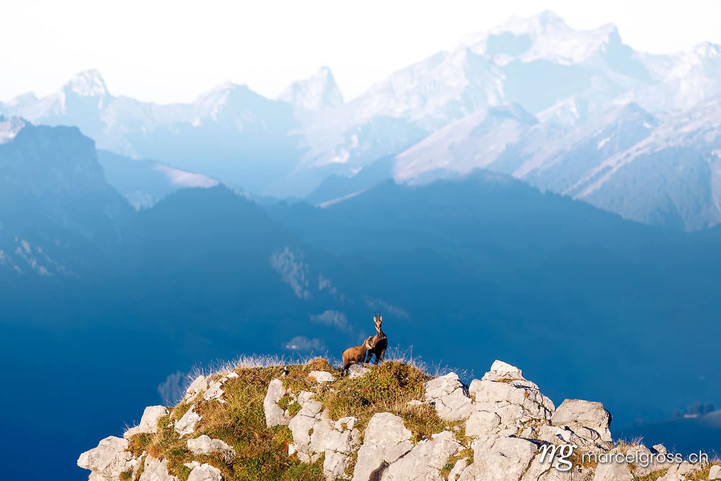 . Chamois mother with fawn (Rupicapra rupicapra) on a peak in Diemtig Valley Nature Park in the Bernese Oberland. Marcel Gross Photography