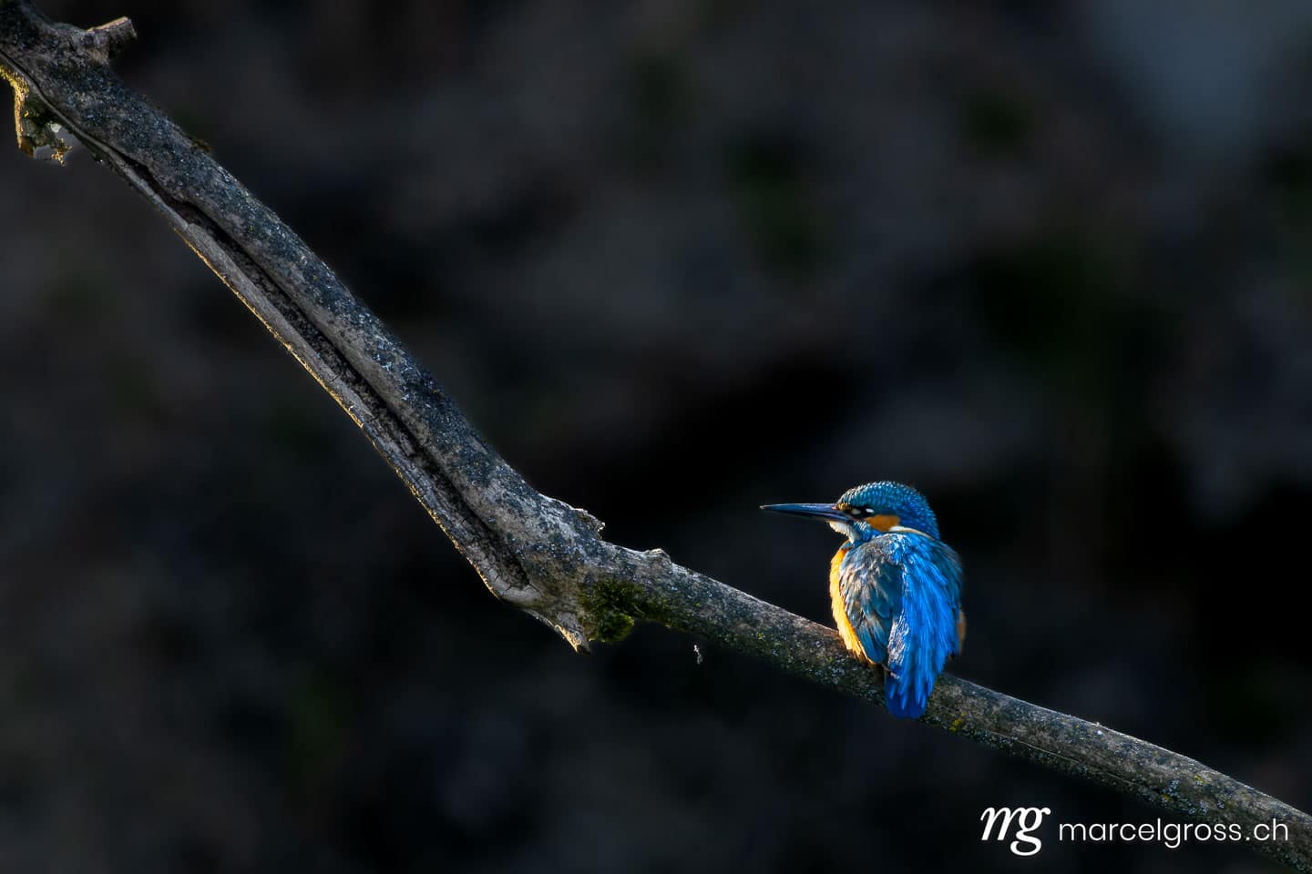 Common Kingfisher (Alcedo atthis) at BirdLife Nature Centre La Sauge, Cudrefin, Switzerland. Wildlife of Switzerland (c) Marcel Gross Photography