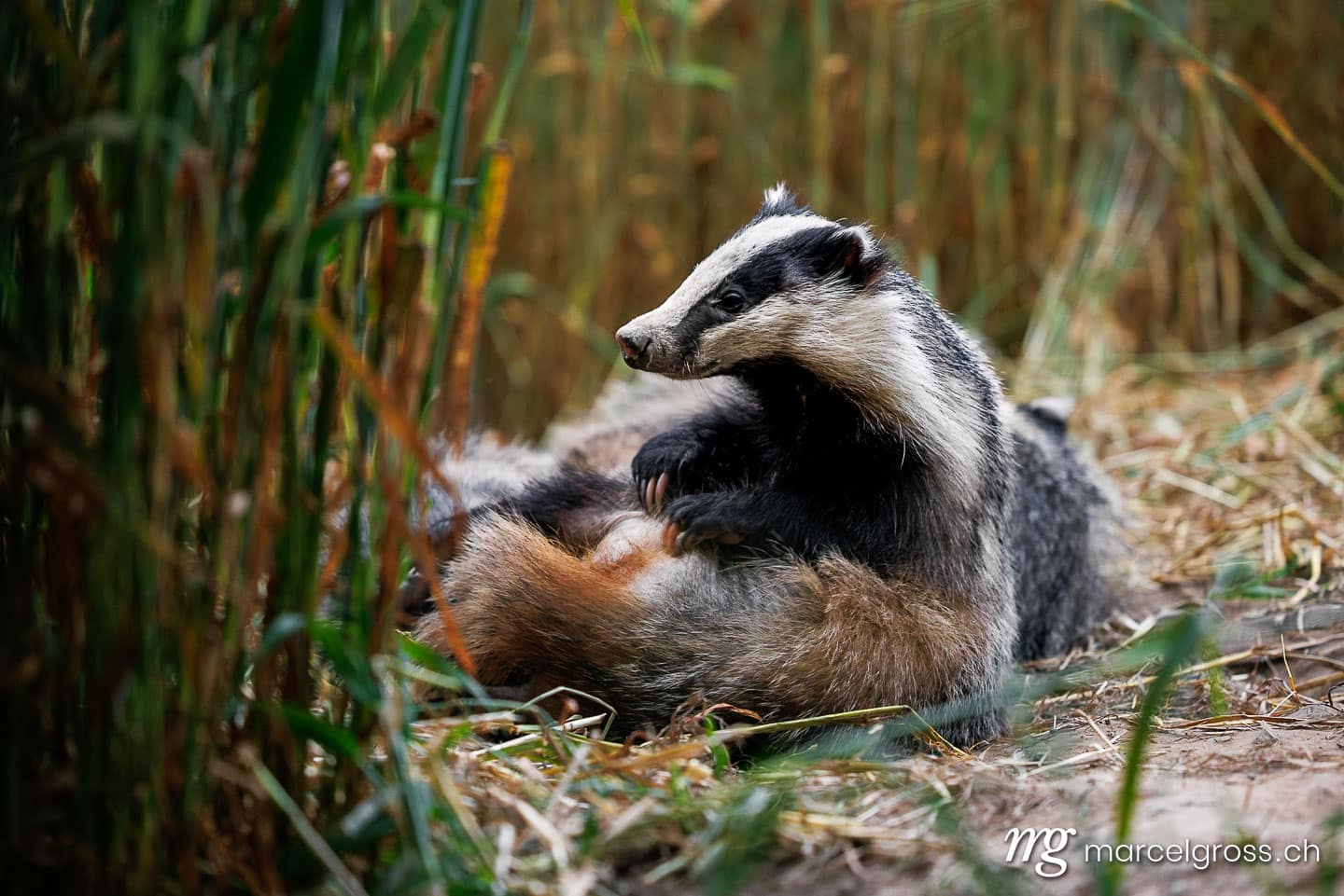 Swiss wildlife. Badger in the Emmental. Marcel Gross Photography