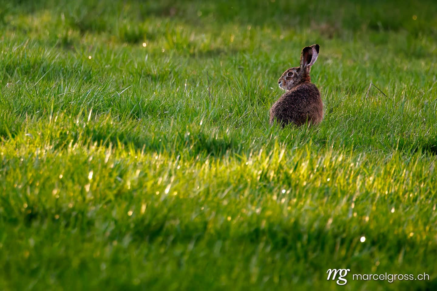 Swiss wildlife. . Marcel Gross Photography