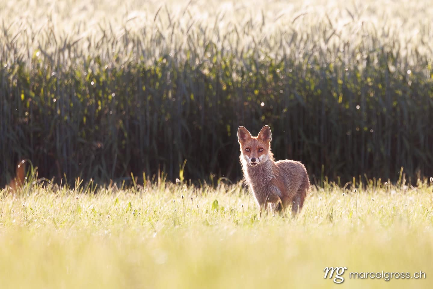 Swiss wildlife. Red fox in the Aare valley. Marcel Gross Photography