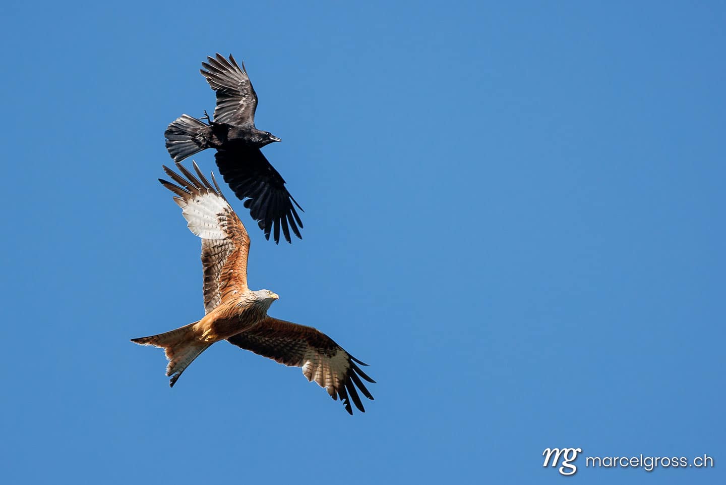 swiss bird pictures. . Marcel Gross Photography