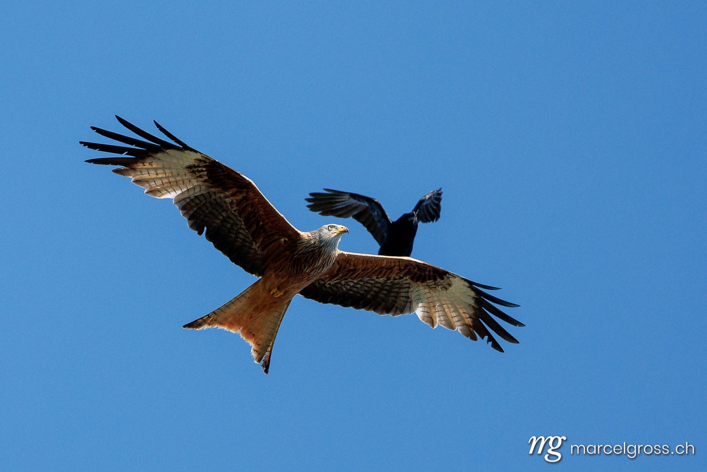 swiss bird pictures. . Marcel Gross Photography