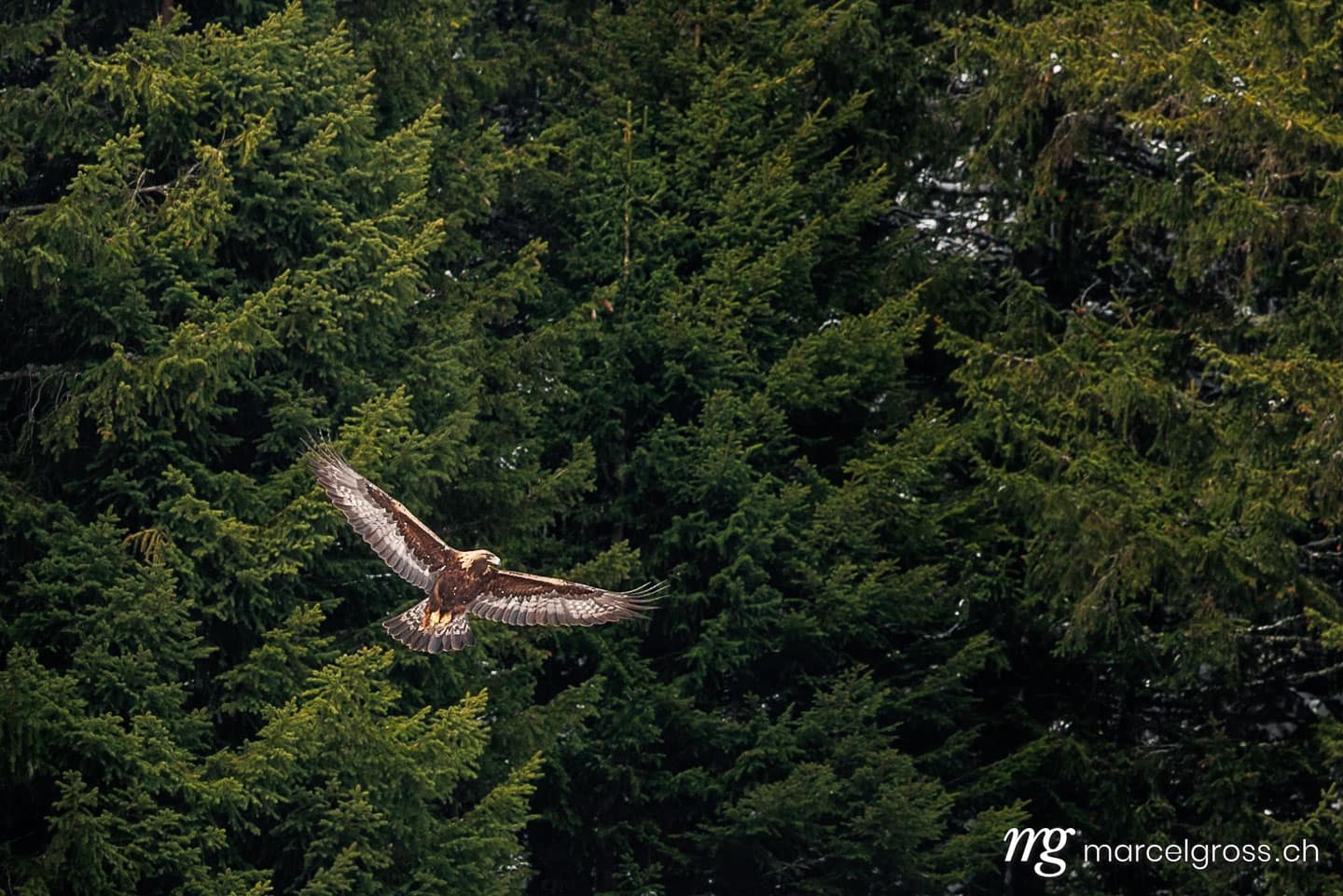 swiss bird pictures. . Marcel Gross Photography