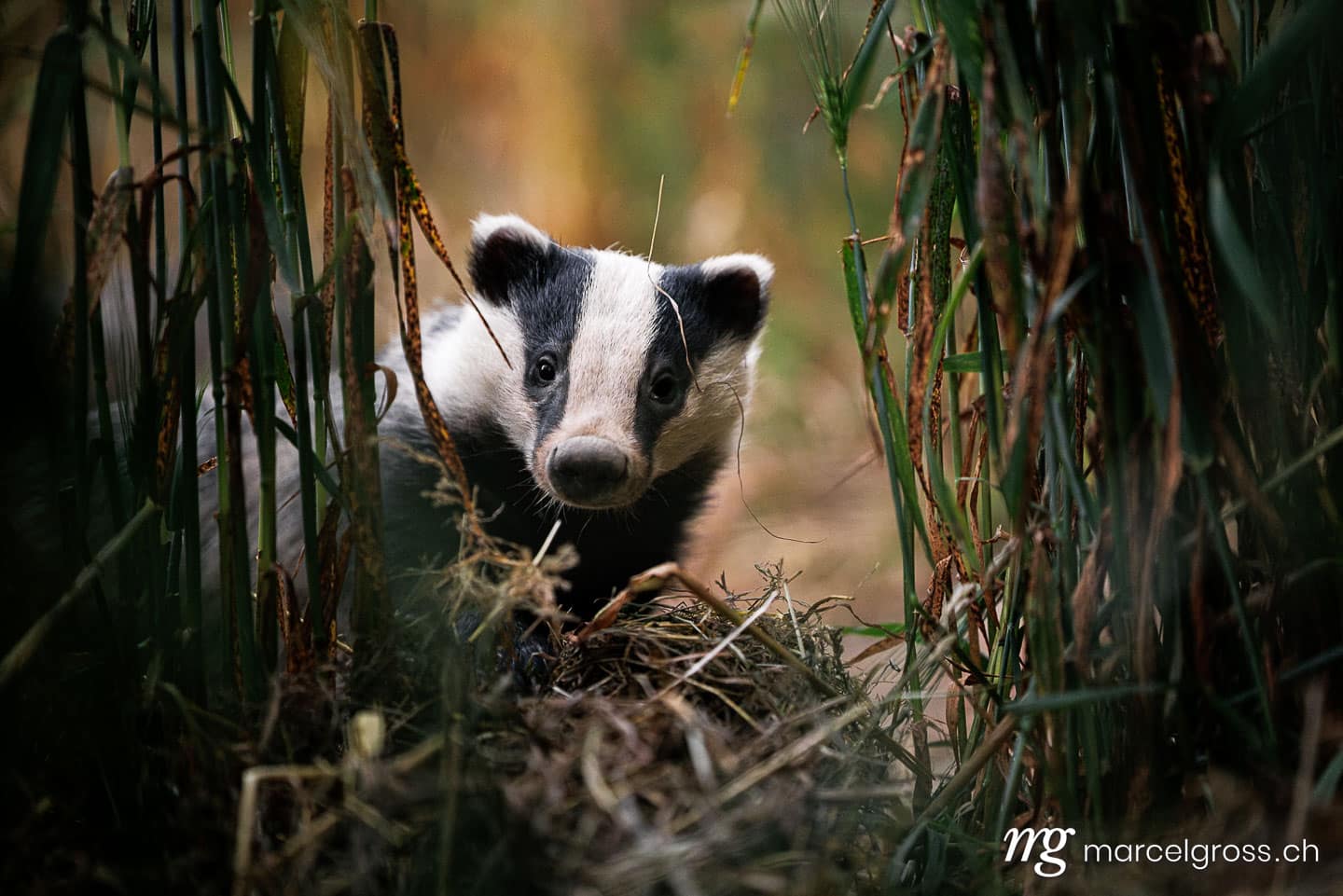 badger pictures. . Marcel Gross Photography