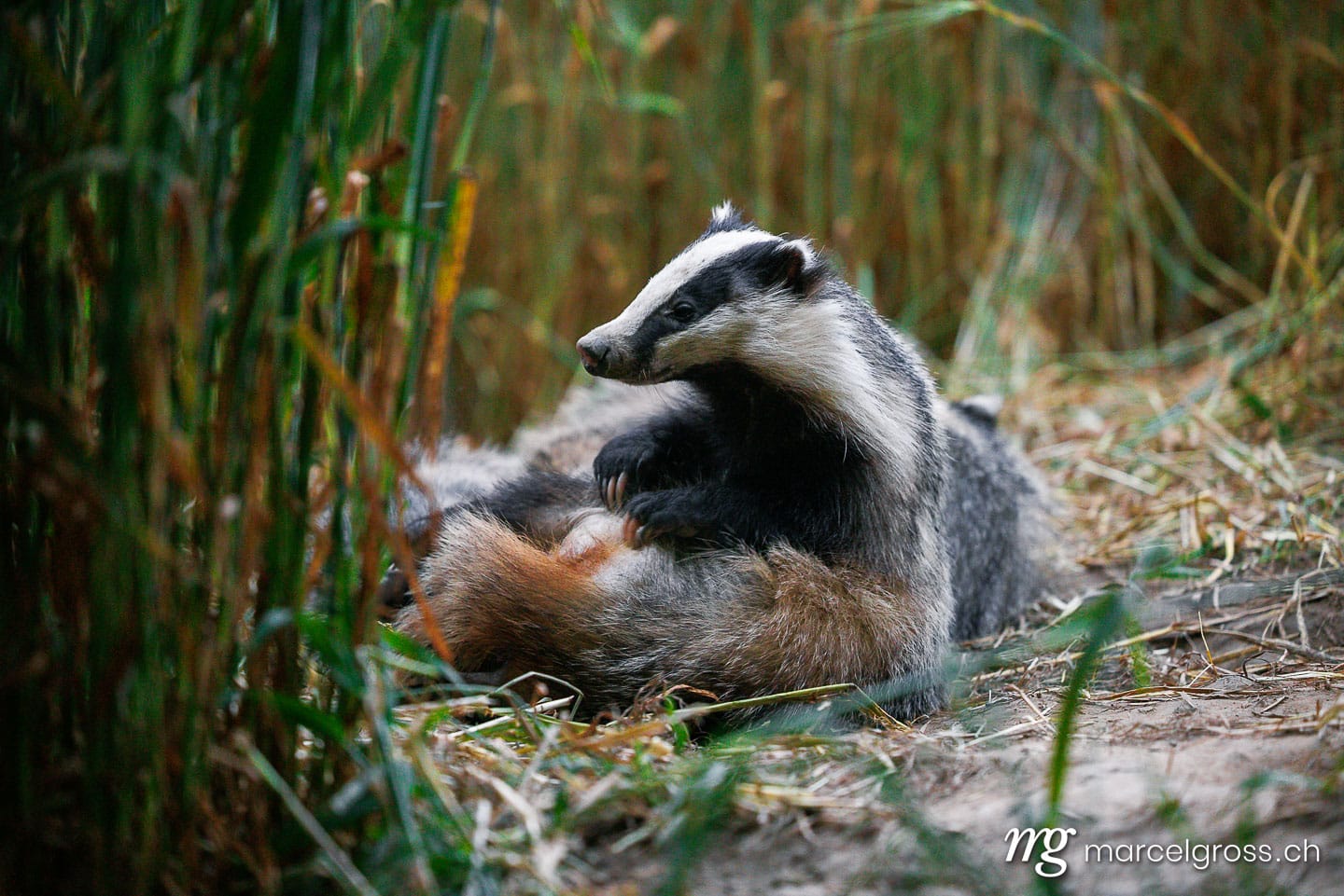 badger pictures. . Marcel Gross Photography