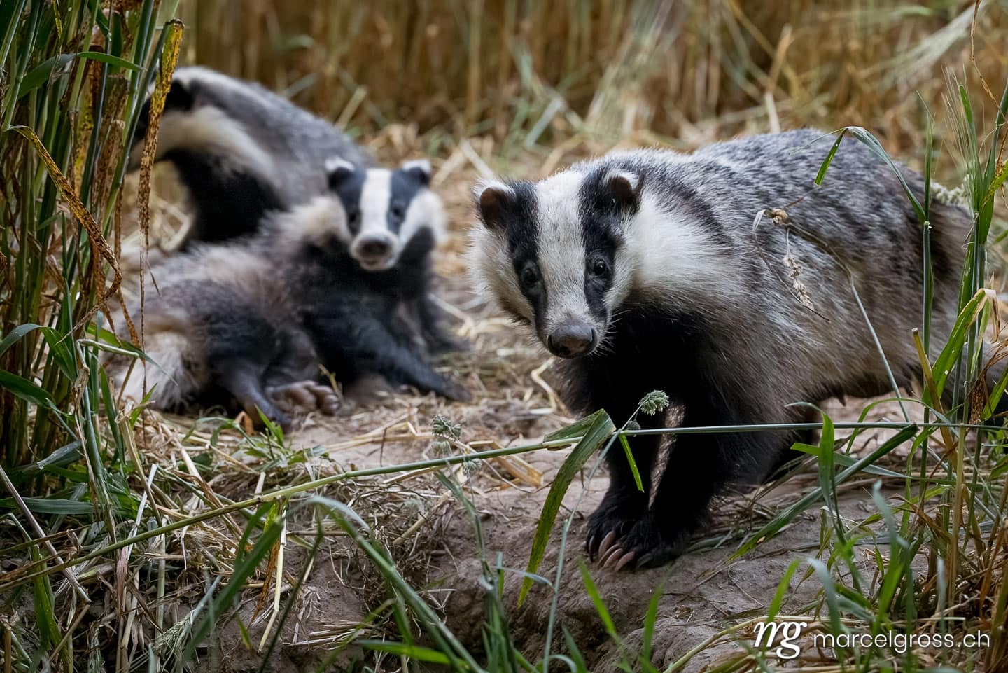 badger pictures. . Marcel Gross Photography