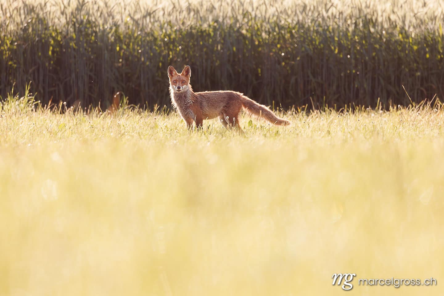 fox pictures. . Marcel Gross Photography