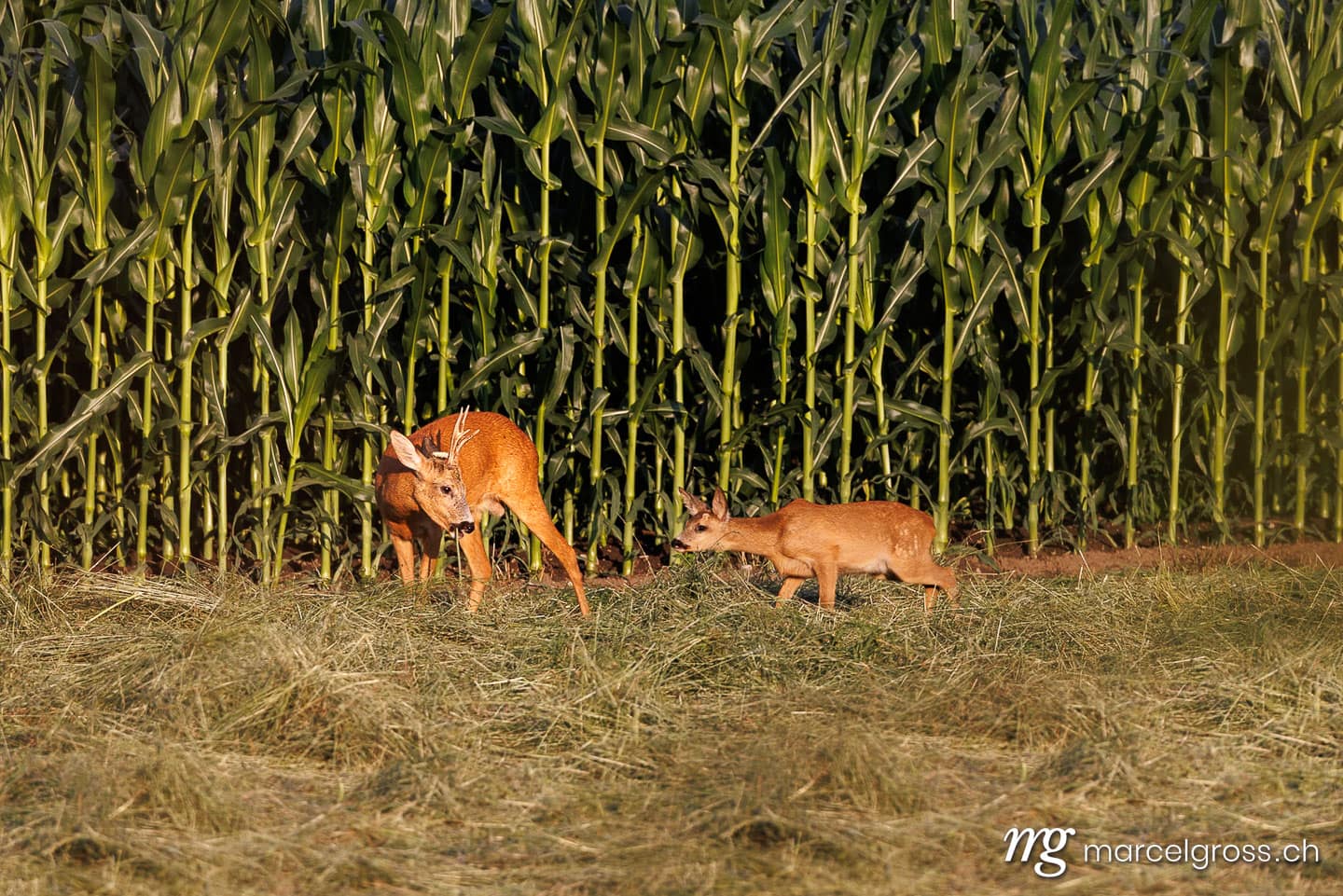 deer pictures. . Marcel Gross Photography