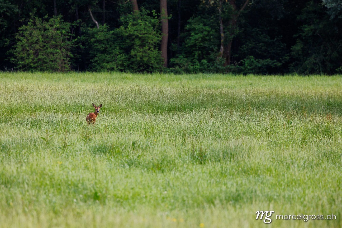 Deer pictures. (Capreolus capreolus) in a summer meadow in Reussdelta, Uri. Marcel Gross Photography