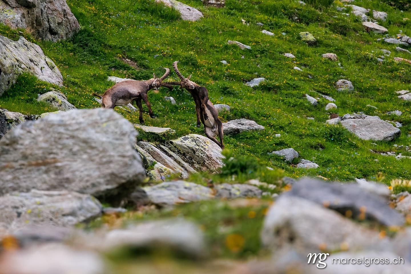 Steinbock Bilder. . Marcel Gross Photography