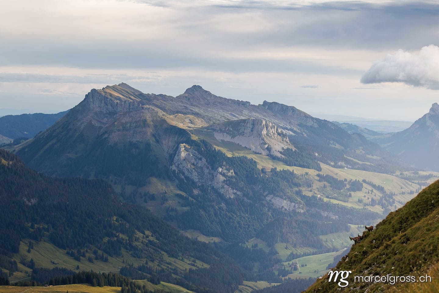 Steinbock Bilder. herd of alpine ibex in the Emmental Alps. Marcel Gross Photography