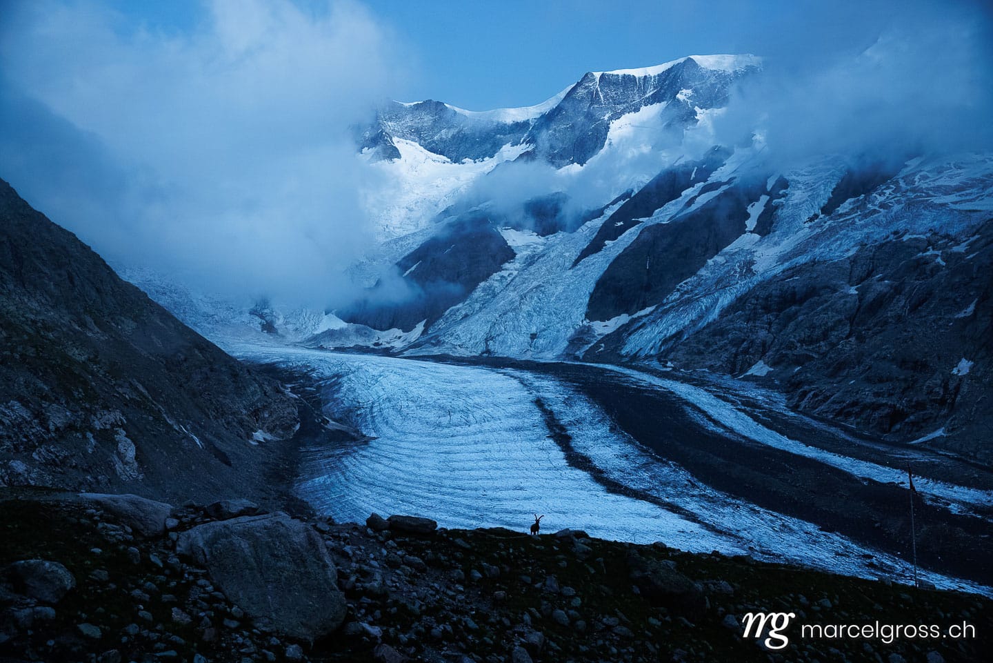 Capricorn pictures. Silhouette of an alpine ibex standing in front of a Swiss glacier during blue hour. Marcel Gross Photography
