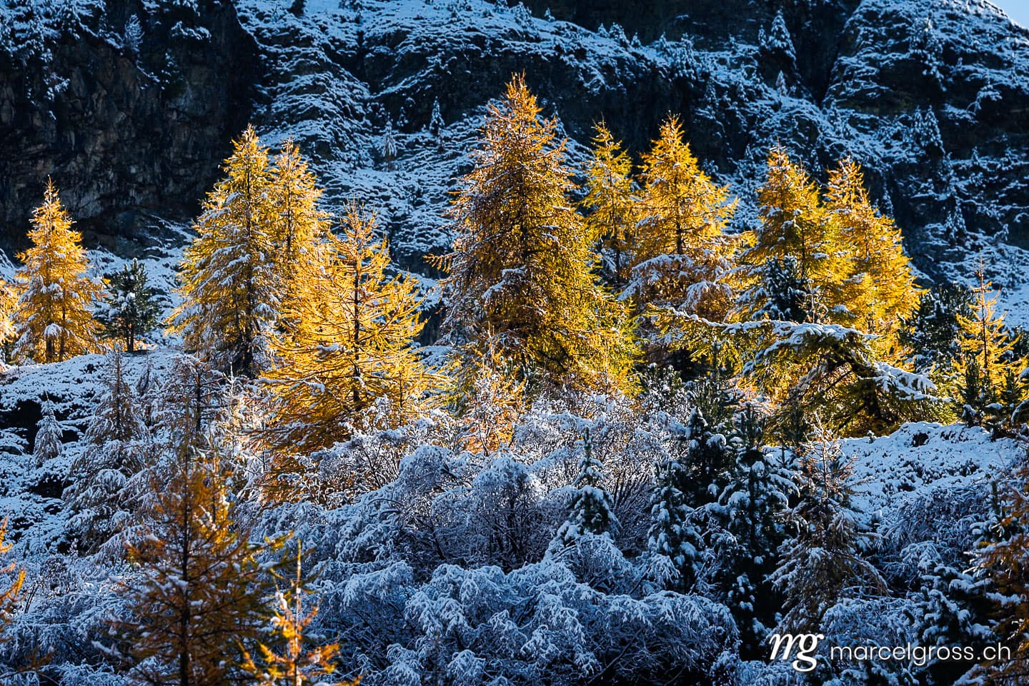 Herbstbild Schweiz. larches in first snow in Engadin, Switzerland. Marcel Gross Photography
