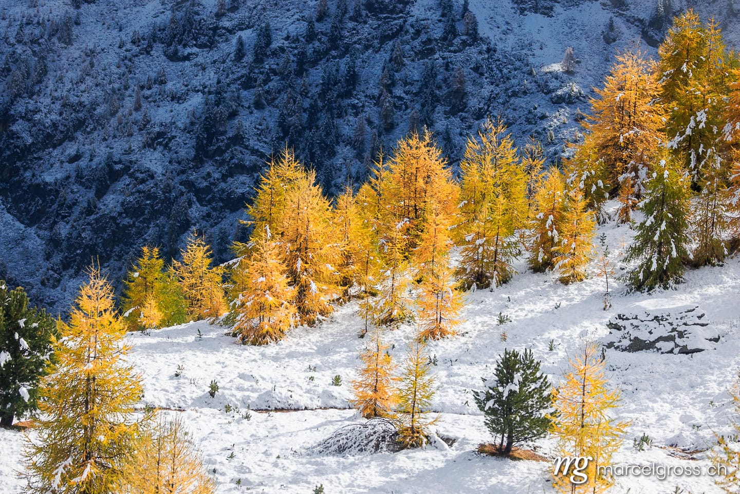 Engadin Bilder. larches in first snow in Engadin, Switzerland. Marcel Gross Photography