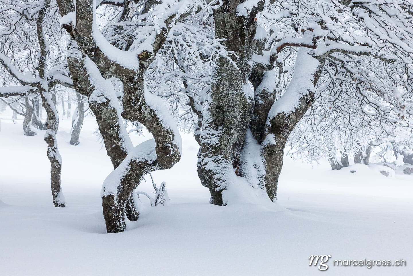 Winter picture Switzerland. . Marcel Gross Photography