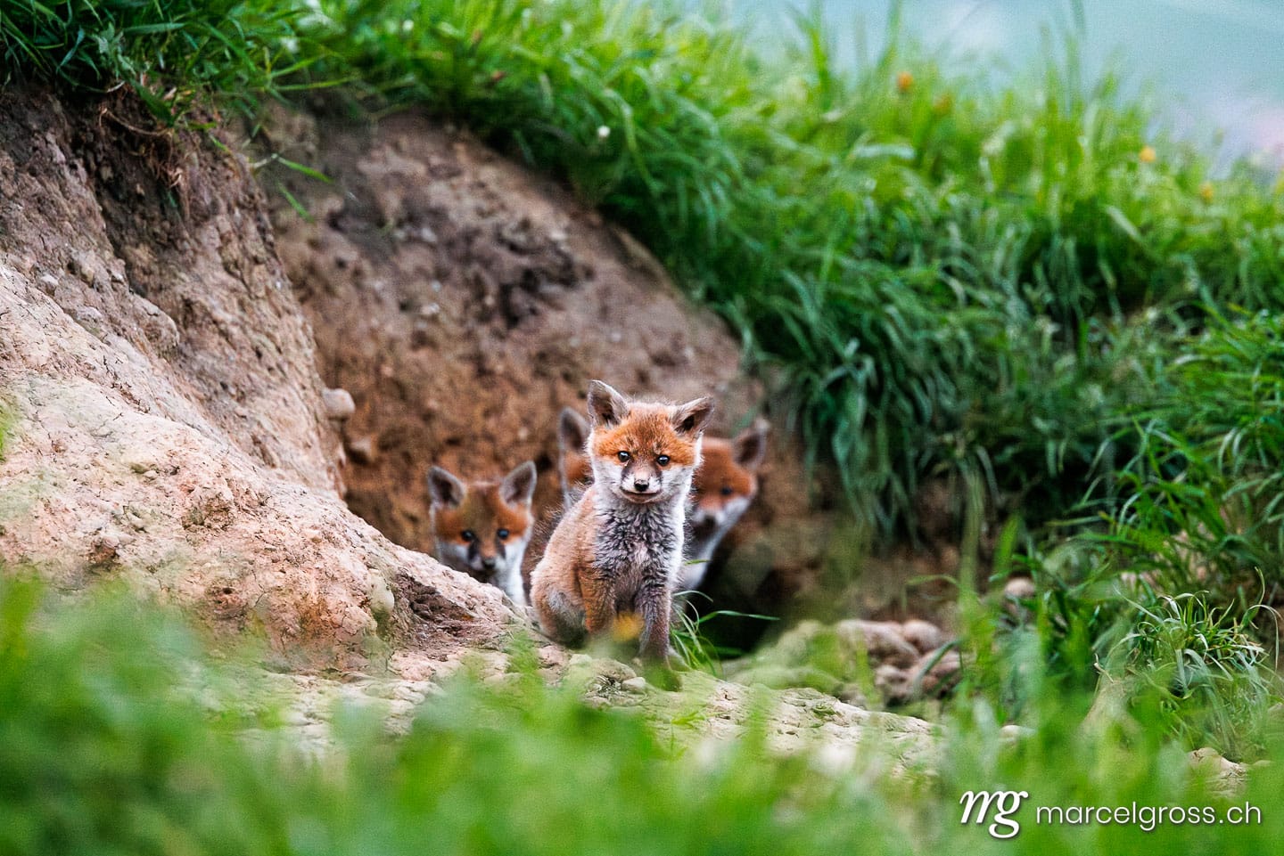 Fuchs Bilder. . Marcel Gross Photography