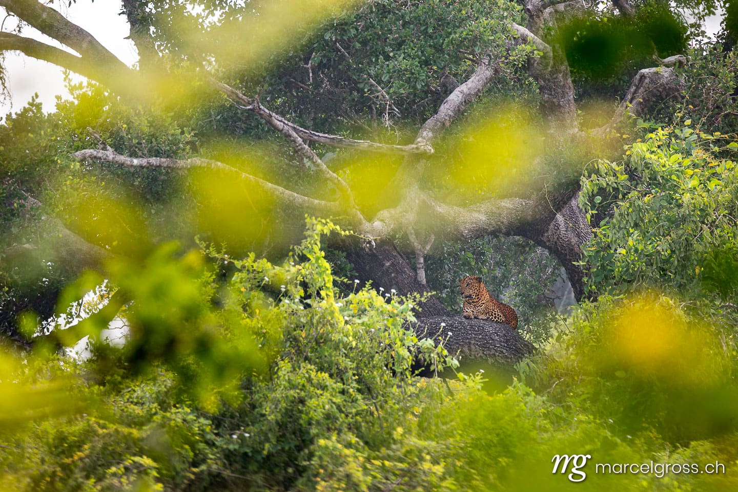 Leoparden Bilder. Male Sri Lankan Leopard in Yala Nationalpark. Marcel Gross Photography