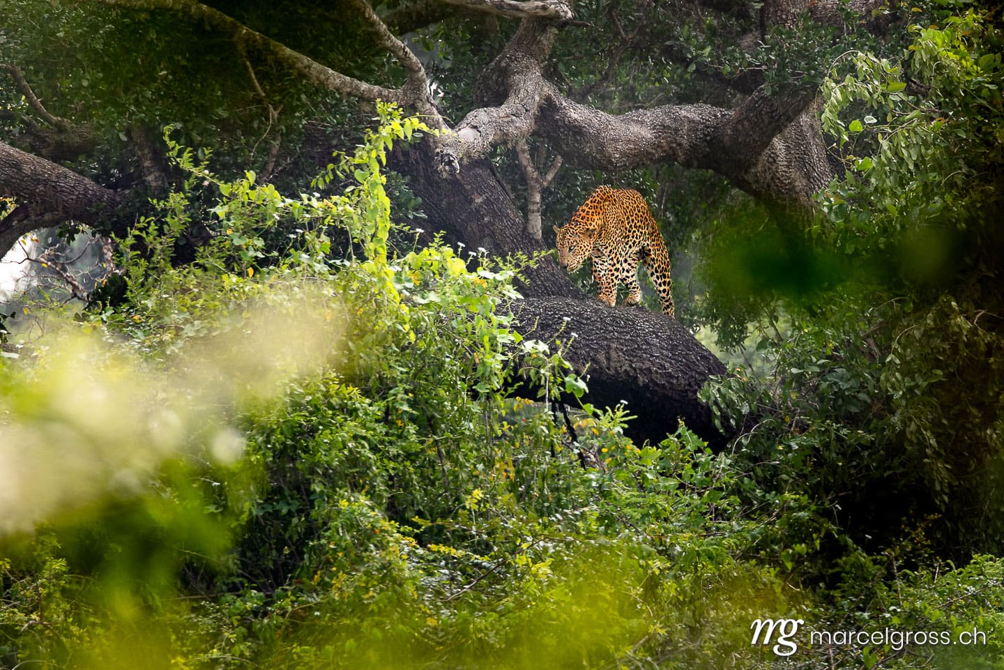 Leoparden Bilder. Male Sri Lankan Leopard in Yala Nationalpark. Marcel Gross Photography