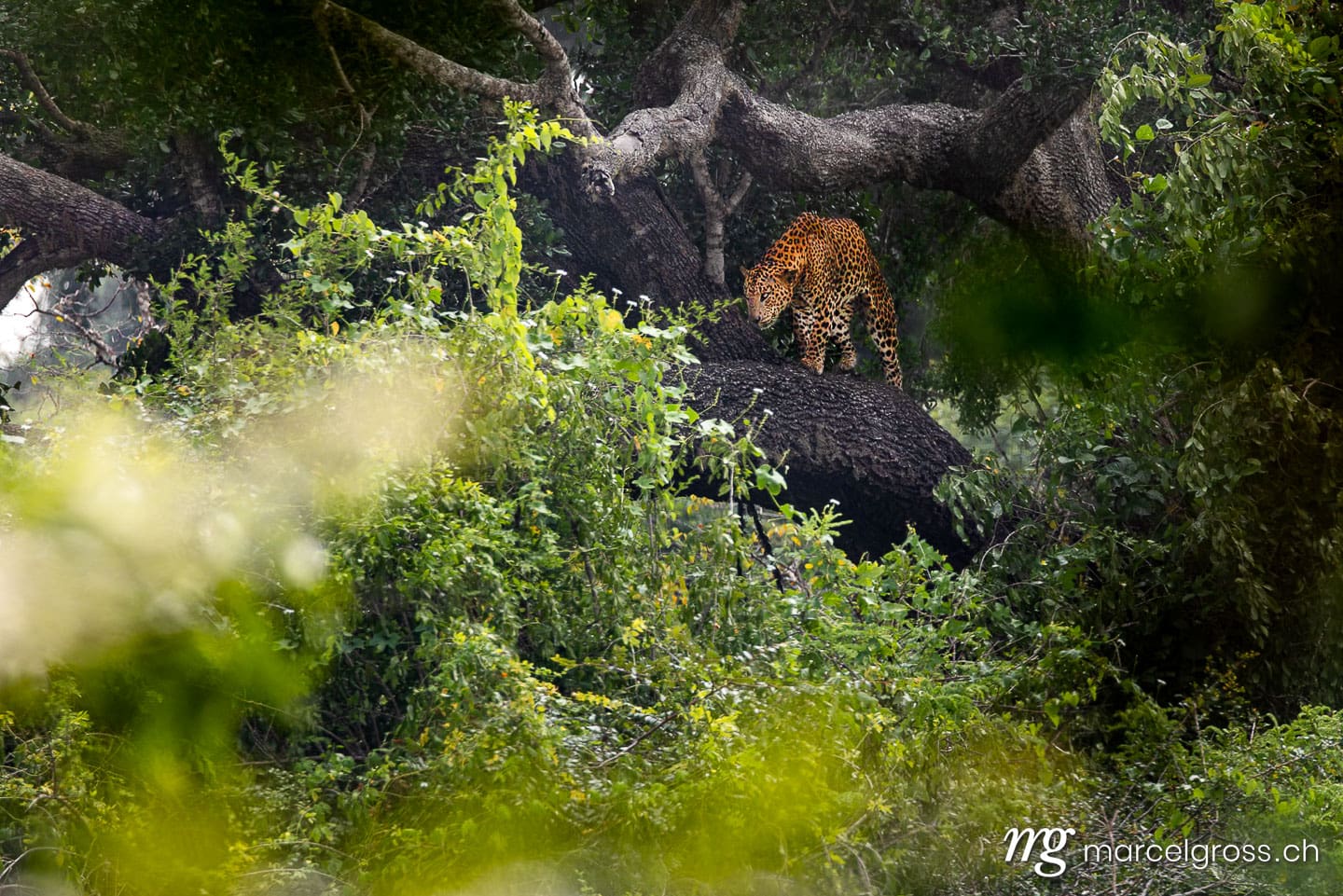 Leoparden Bilder. Male Sri Lankan Leopard in Yala Nationalpark. Marcel Gross Photography