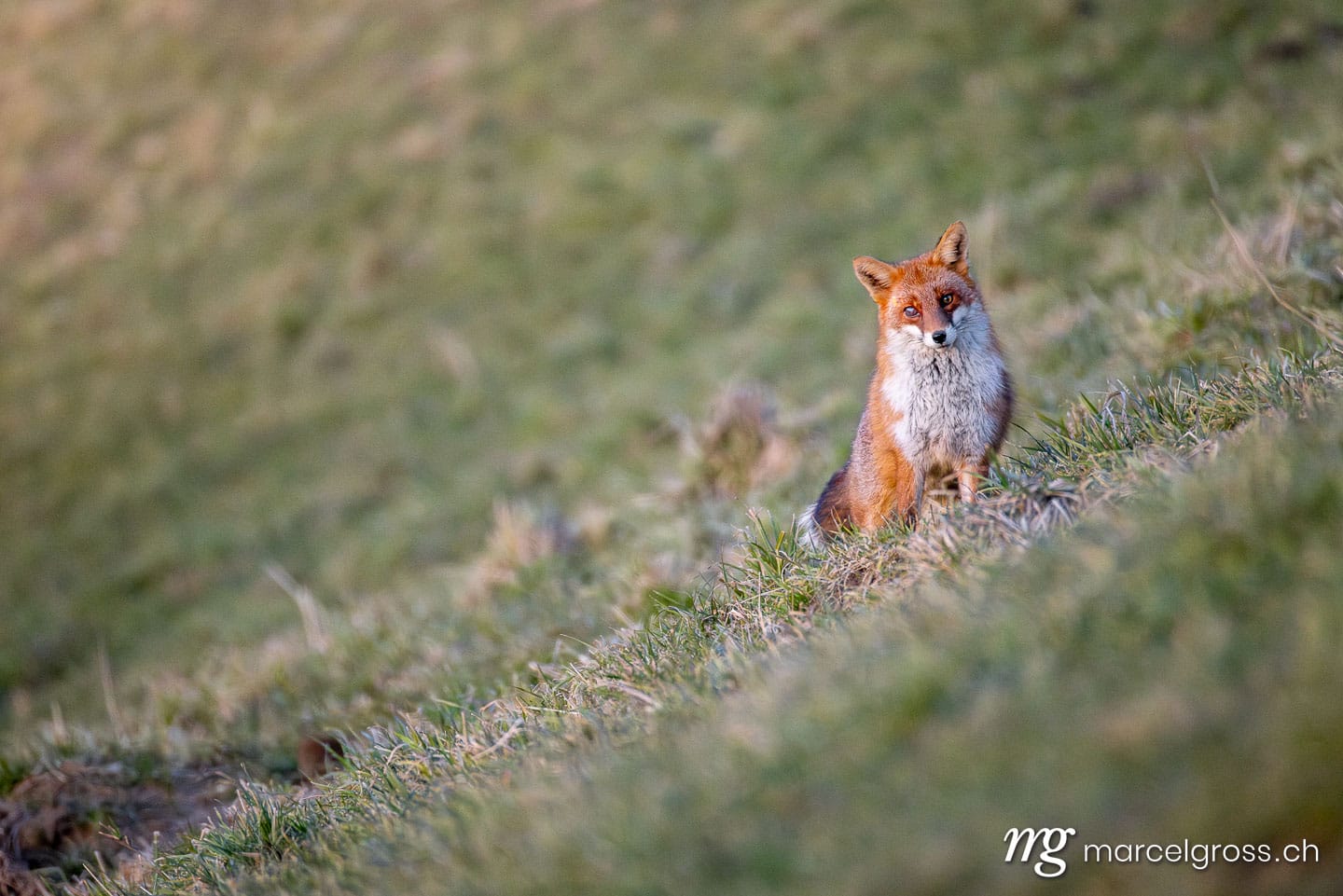 Fuchs Bilder. red fox in winter coat in Emmental. Marcel Gross Photography