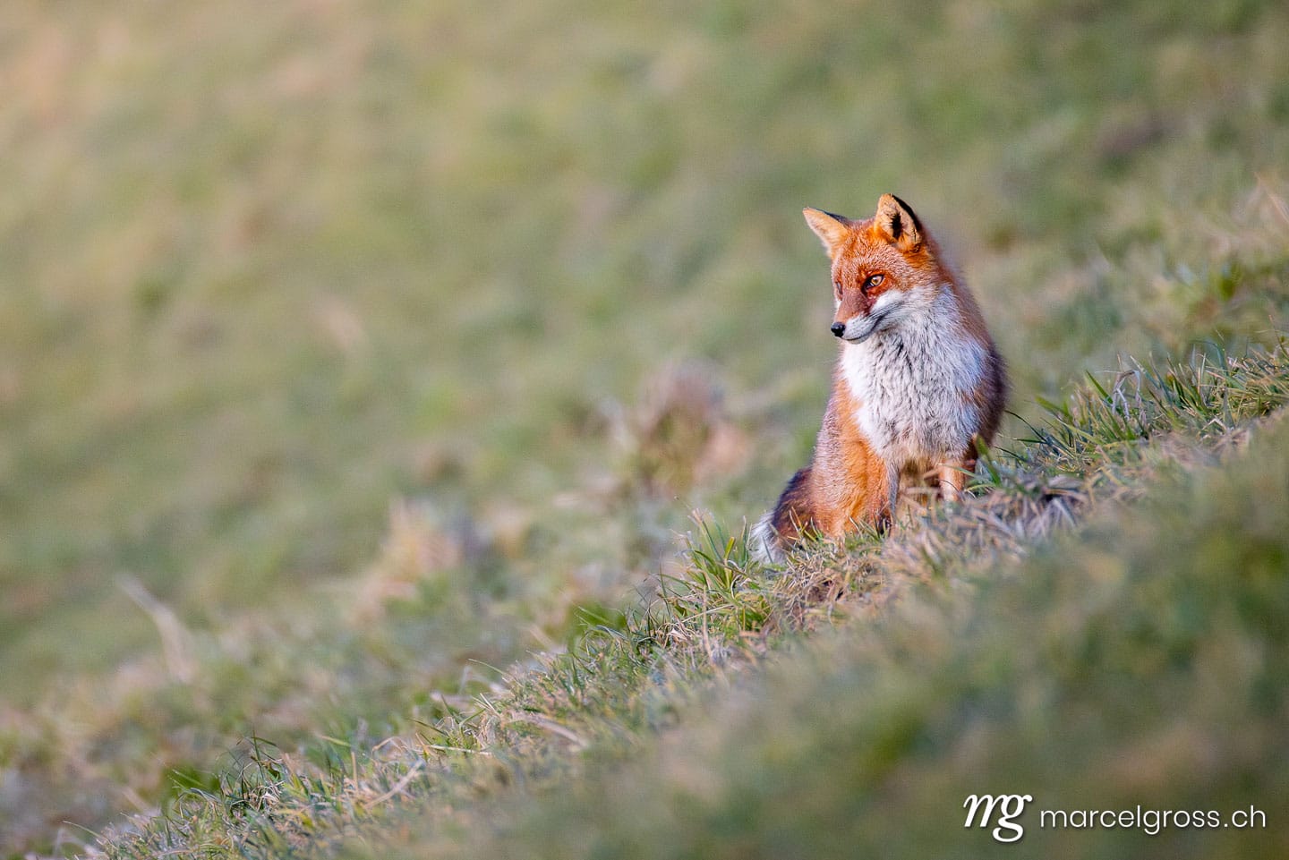 Fuchs Bilder. red fox in winter coat in Emmental. Marcel Gross Photography