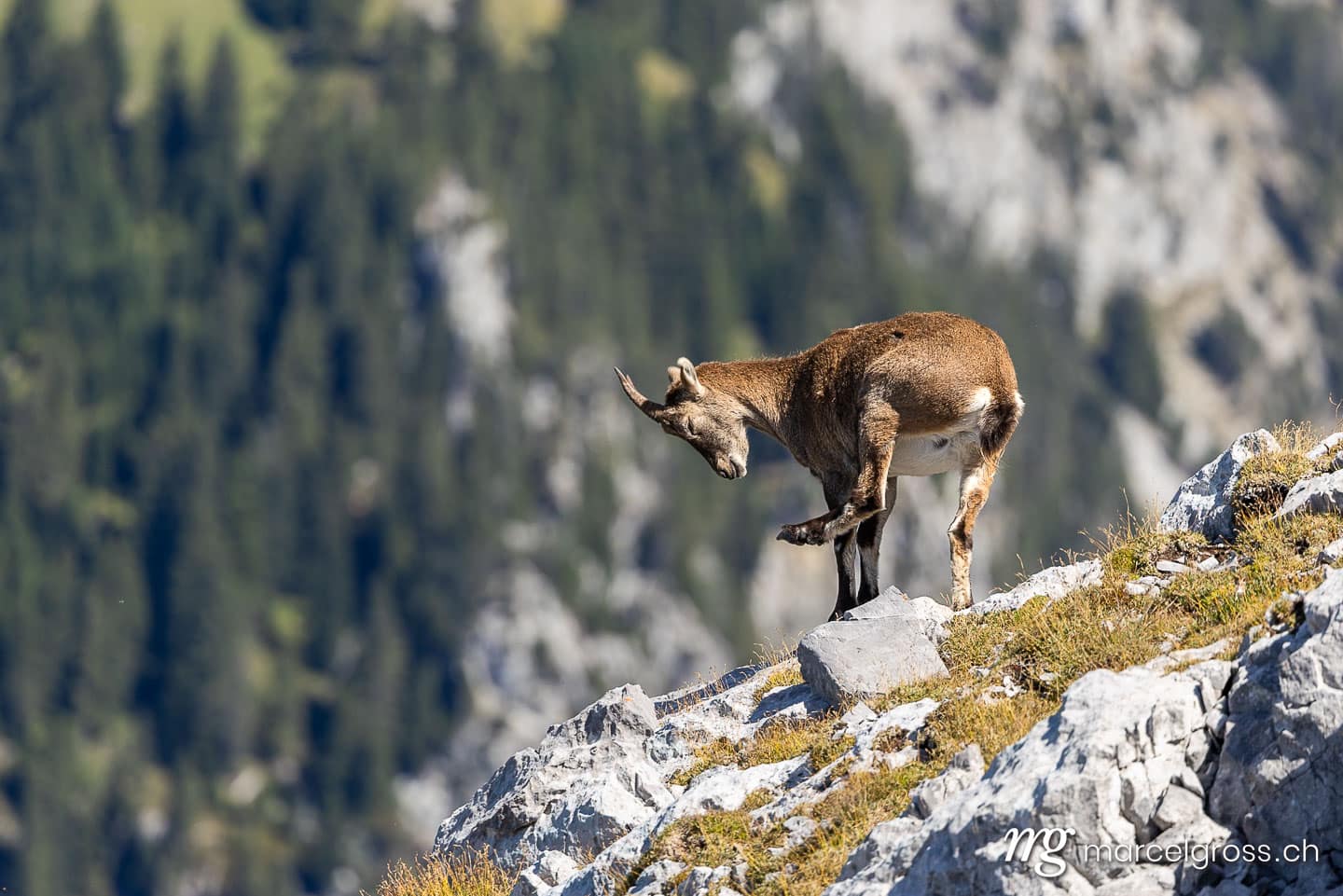 Steinbock Bilder. . Marcel Gross Photography
