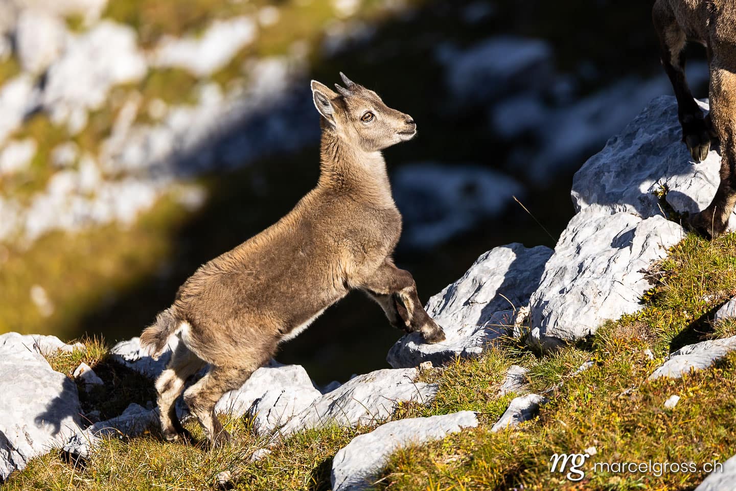 Steinbock Bilder. . Marcel Gross Photography