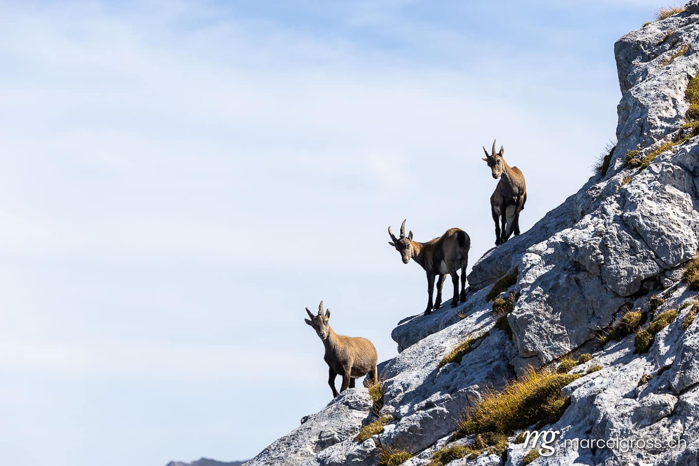 Steinbock Bilder. . Marcel Gross Photography