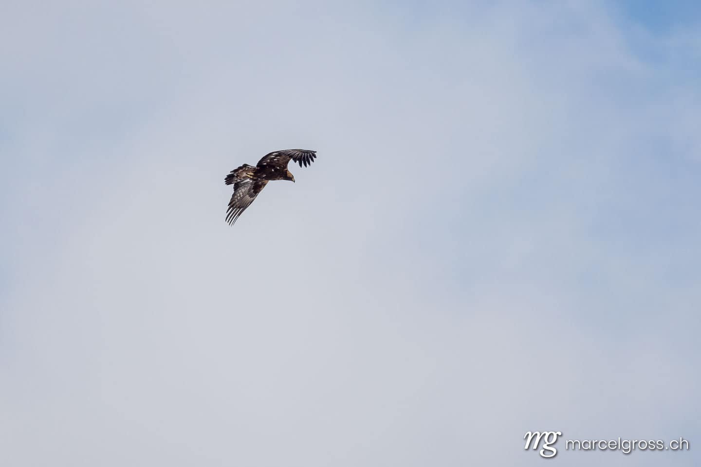 Golden eagle in flight over Kvalvika Beach, Northern Norway winter sky. Lofoten Bilder (c) Marcel Gross Photography