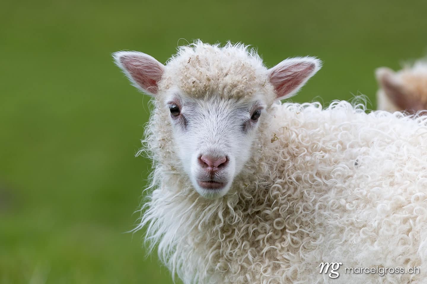 .  (c) Marcel Gross Photography