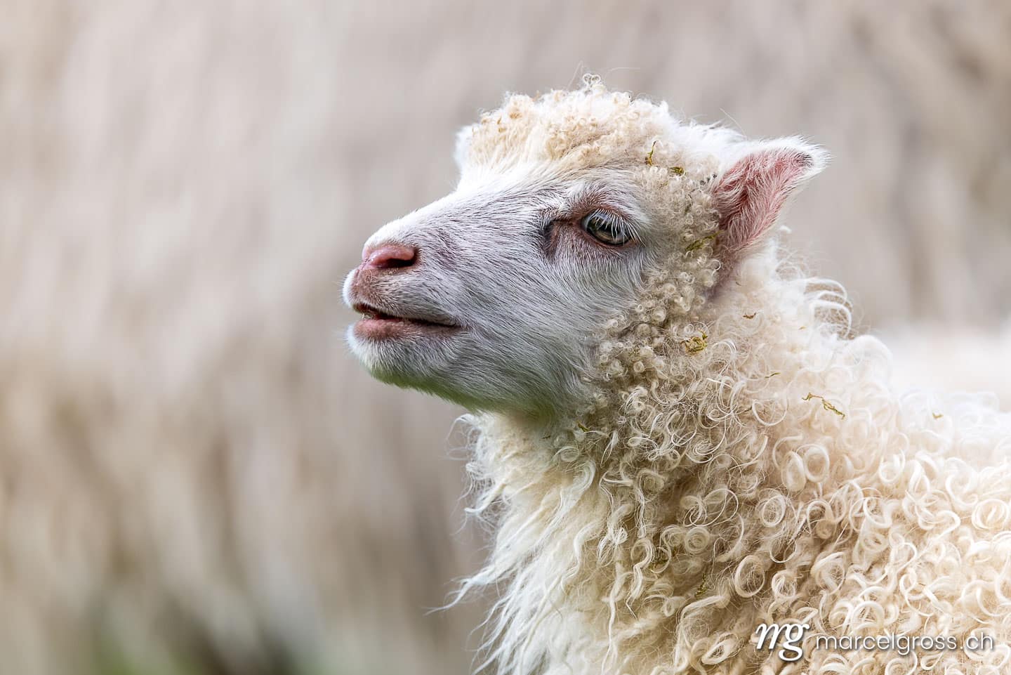 .  (c) Marcel Gross Photography