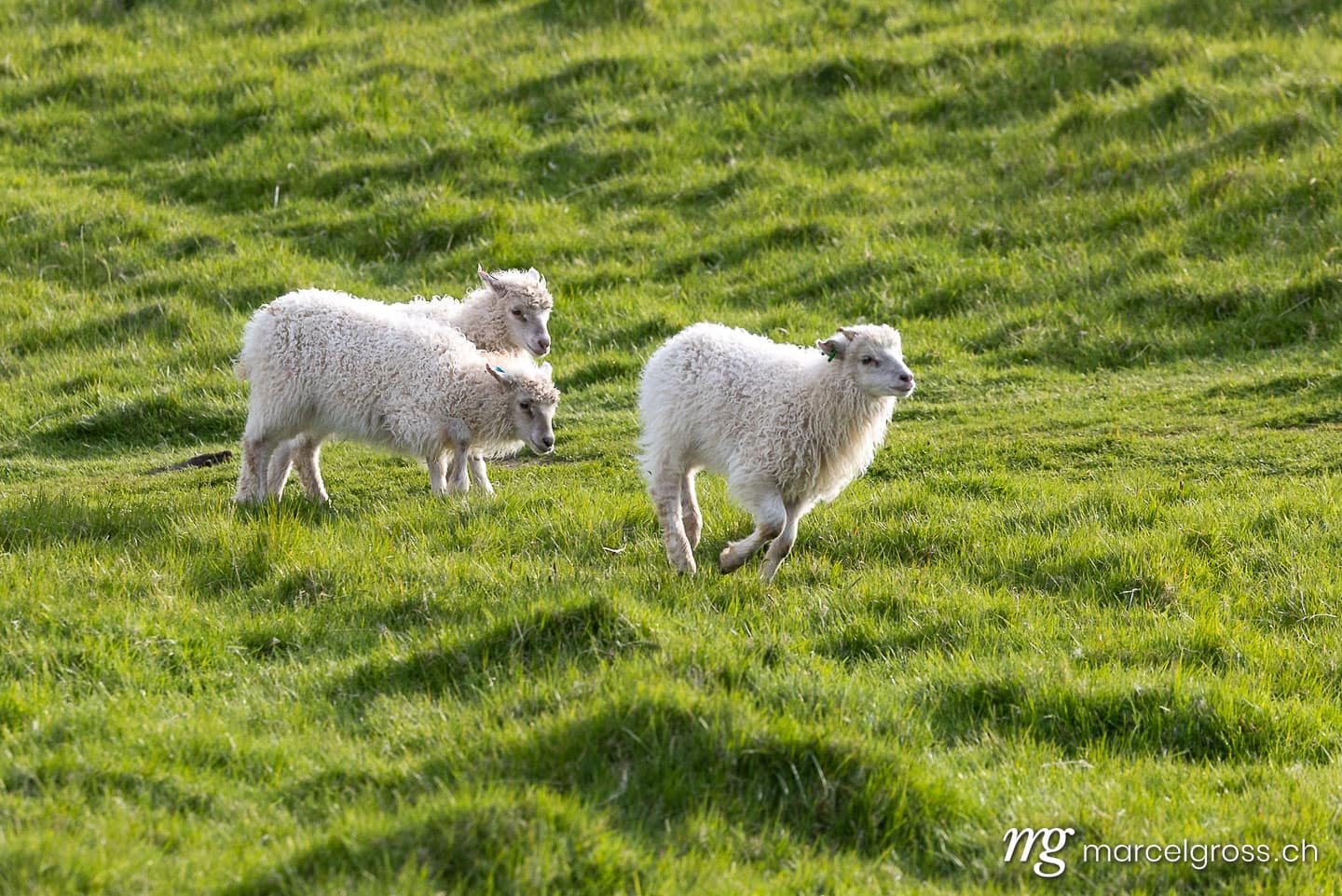 .  (c) Marcel Gross Photography