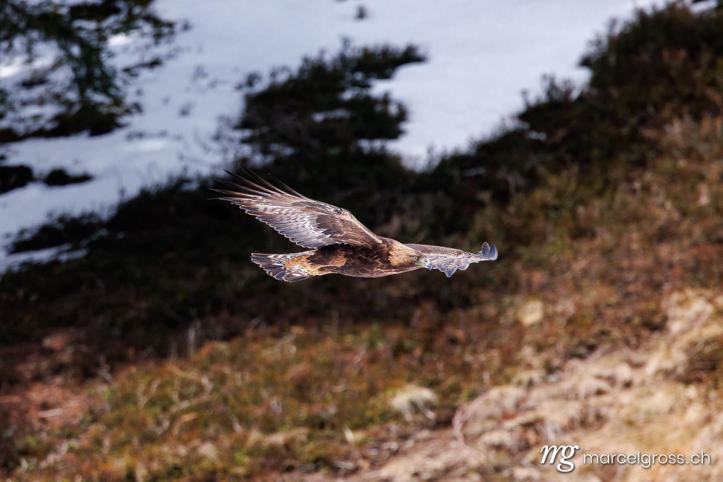 Golden eagle (Aquila chrysaetos) flying over Bernese Oberland, Switzerland in winter. (c) Marcel Gross Photography