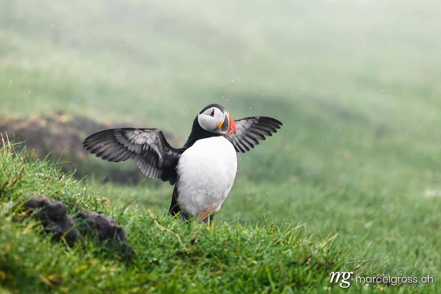 Atlantic puffin (Fratercula arctica) spreading wings on misty Mykines, Faroe Islands hillside.  (c) Marcel Gross Photography