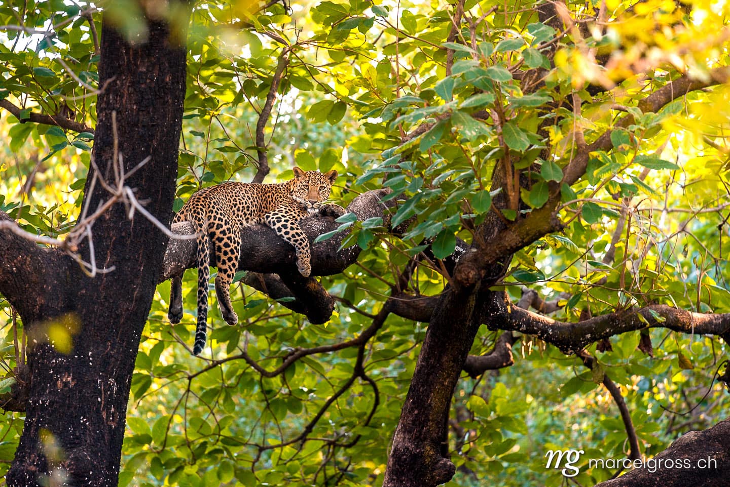 Leoparden Bilder. king of the forest. Marcel Gross Photography
