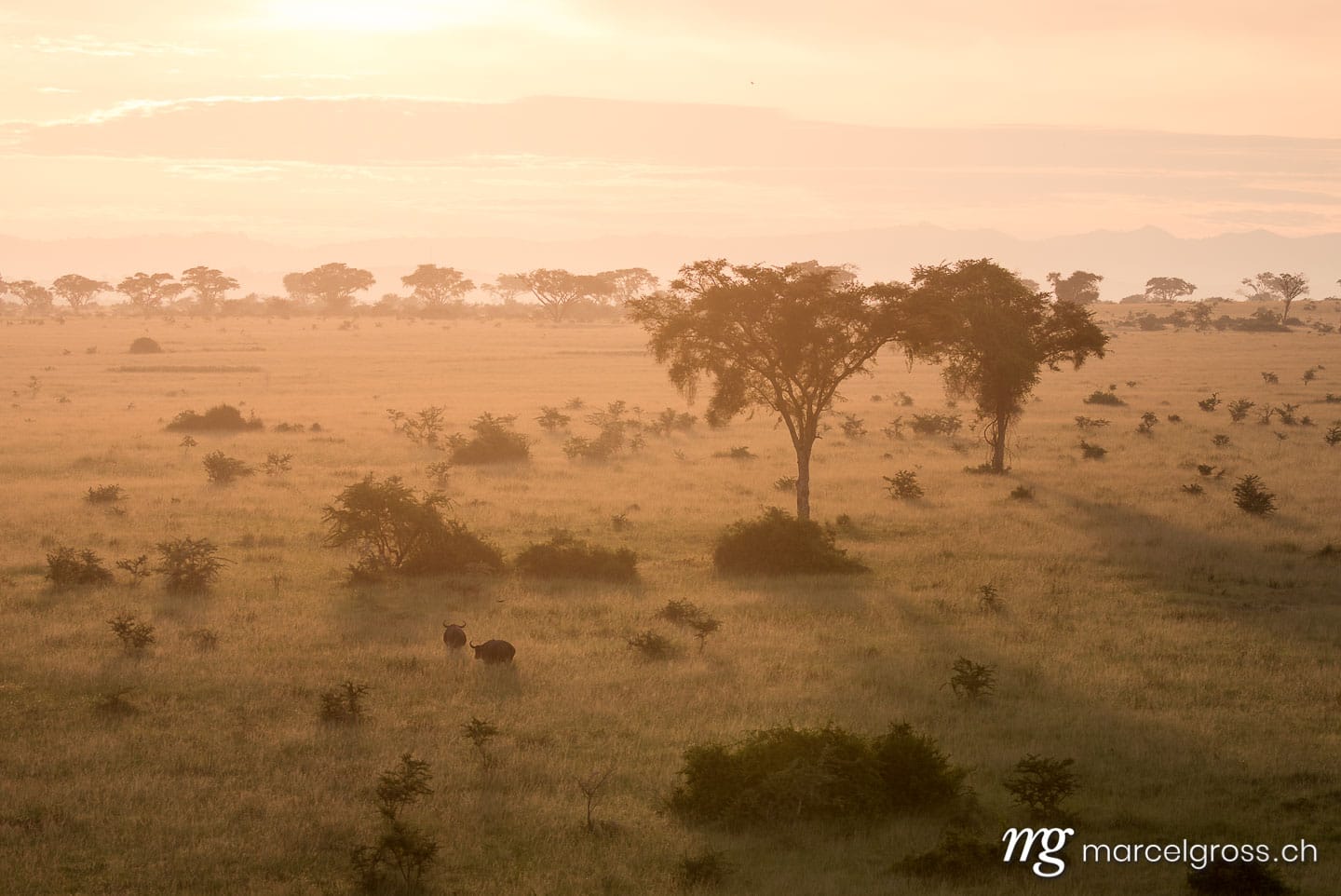 Uganda Bilder. cape buffaloes in the savannah of Ishasha Sector of Queen Elizabeth National Park, Uganda. Marcel Gross Photography