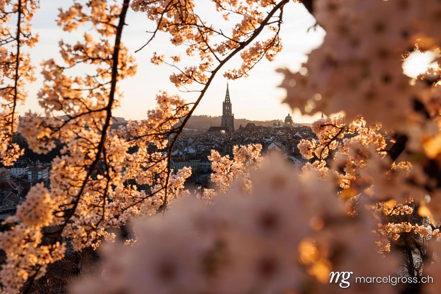 Bern Frühling. Sonnenuntergang während Kirschblüte in Bern. Marcel Gross Photography