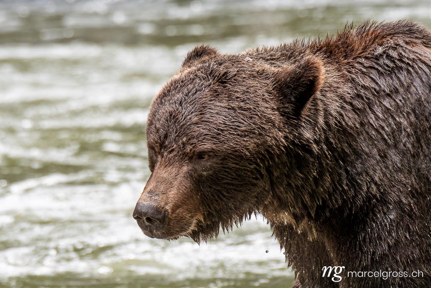 Grizzlybär Bilder. . Marcel Gross Photography