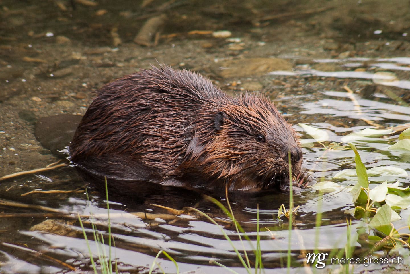 . beaver in pond in Denali National Park, Alaska. Marcel Gross Photography