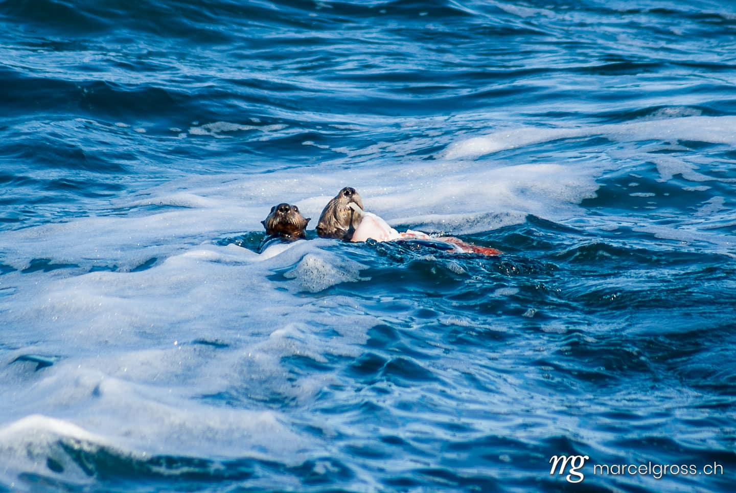 . feeding on a octopus. Marcel Gross Photography