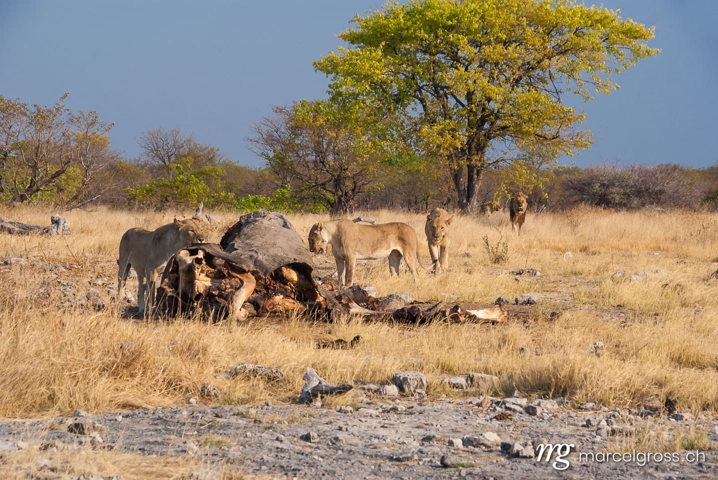 Löwen Bilder. Lions killed an Elephant. Marcel Gross Photography