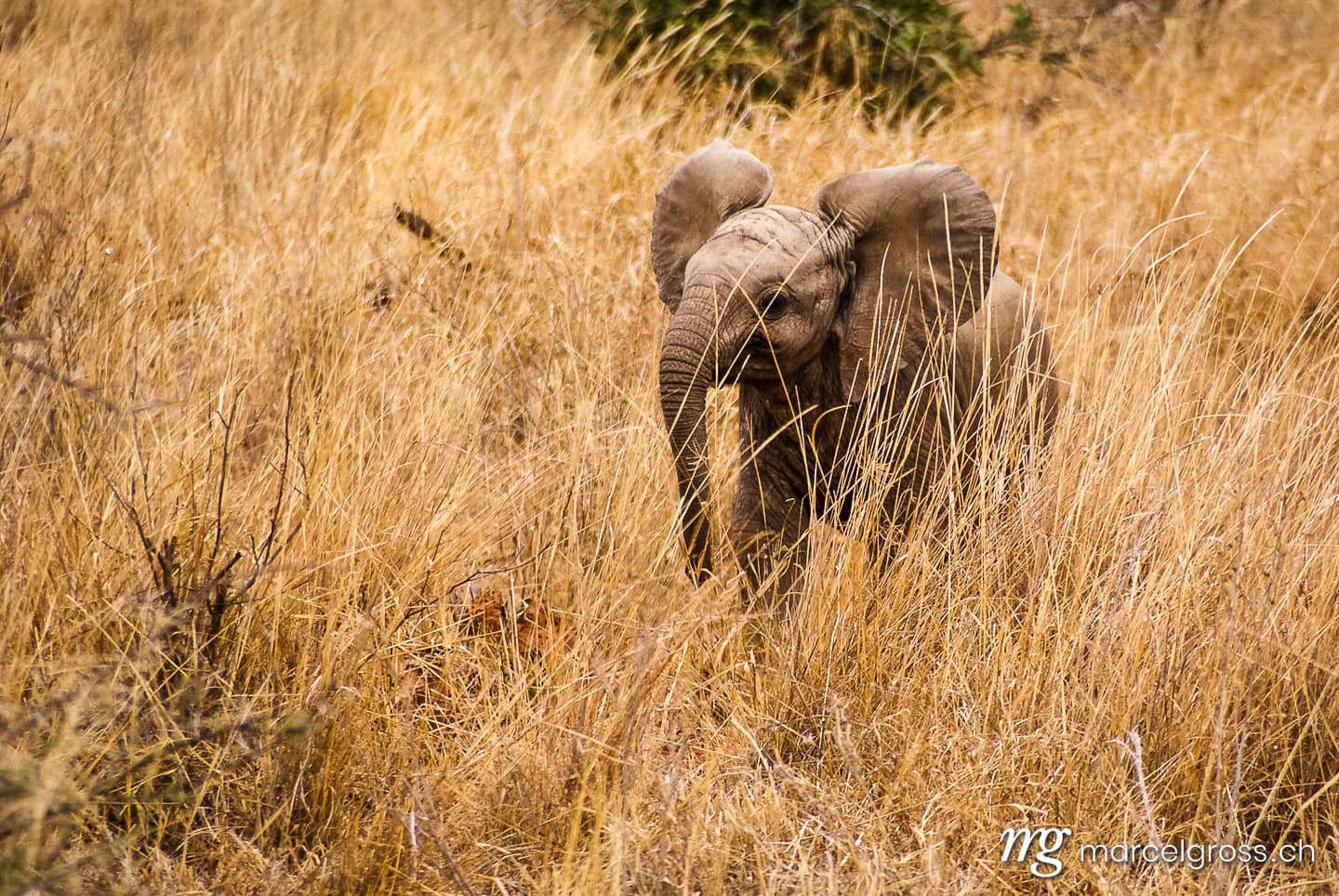 cute little elephant