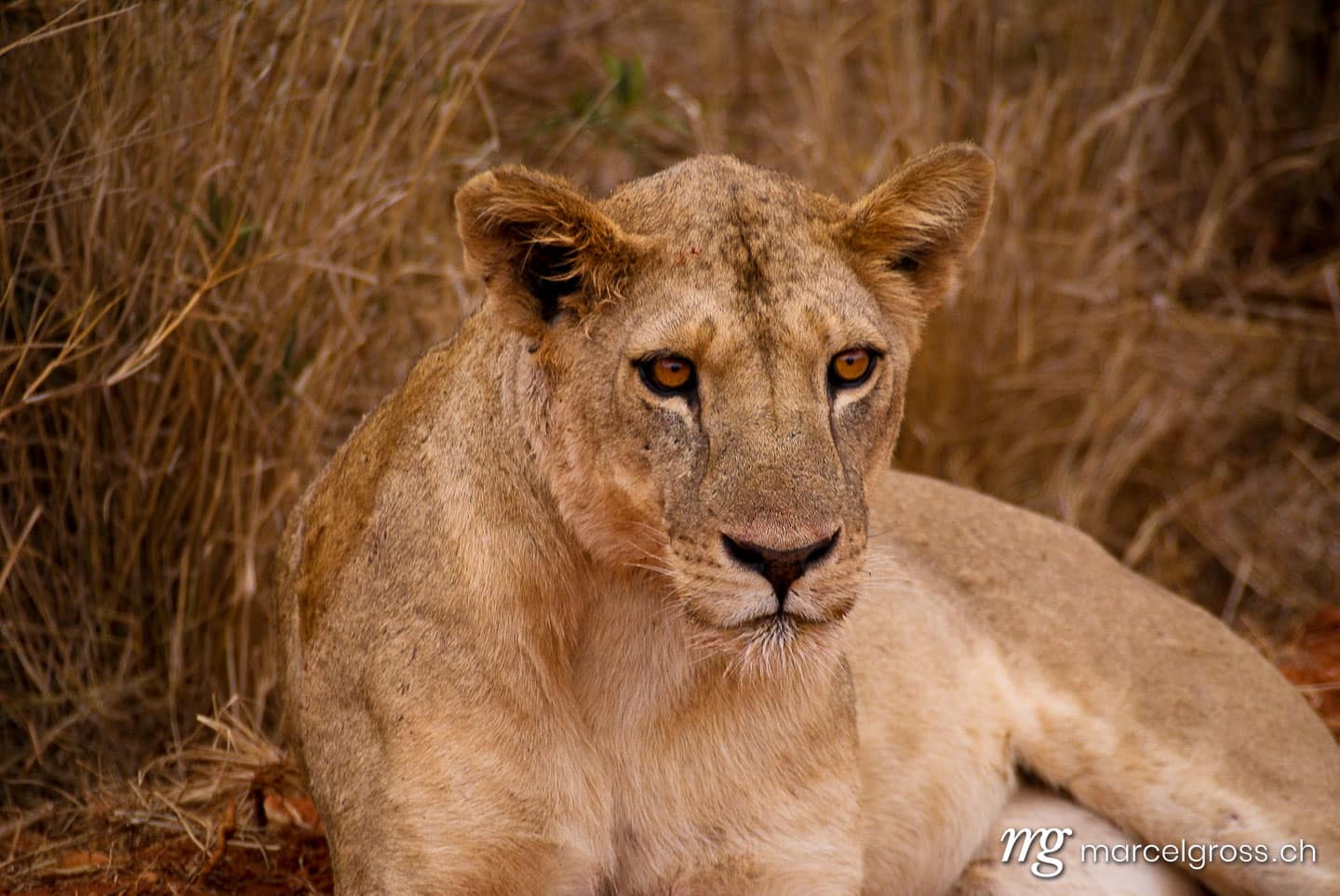 Löwen Bilder. Löwe im Tsavo National Park, Kenia. Marcel Gross Photography
