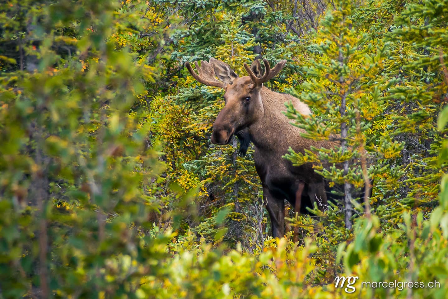 male moose